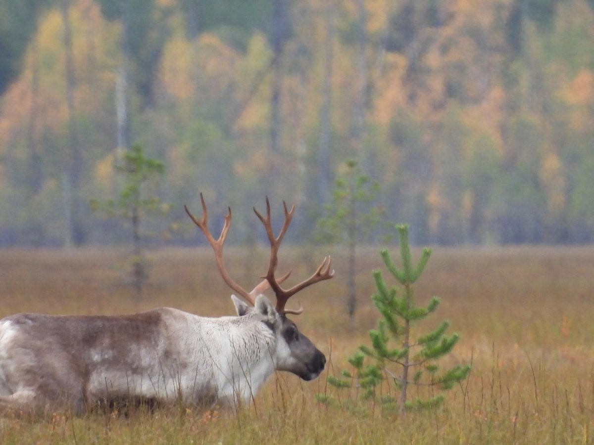 Северный олень