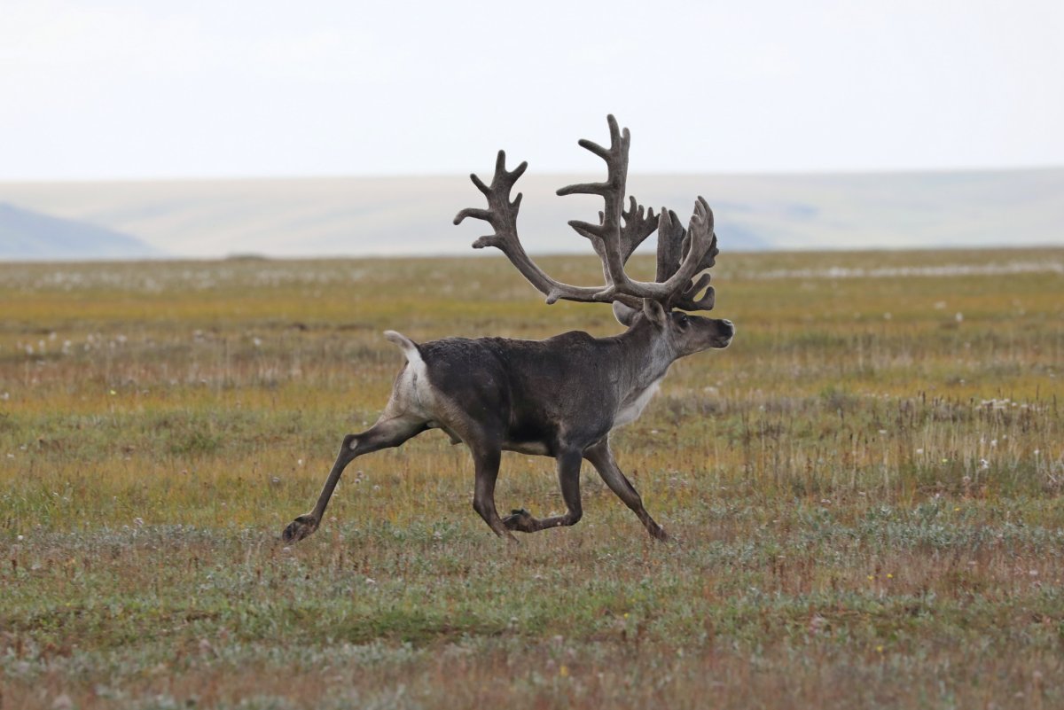 Северный олень