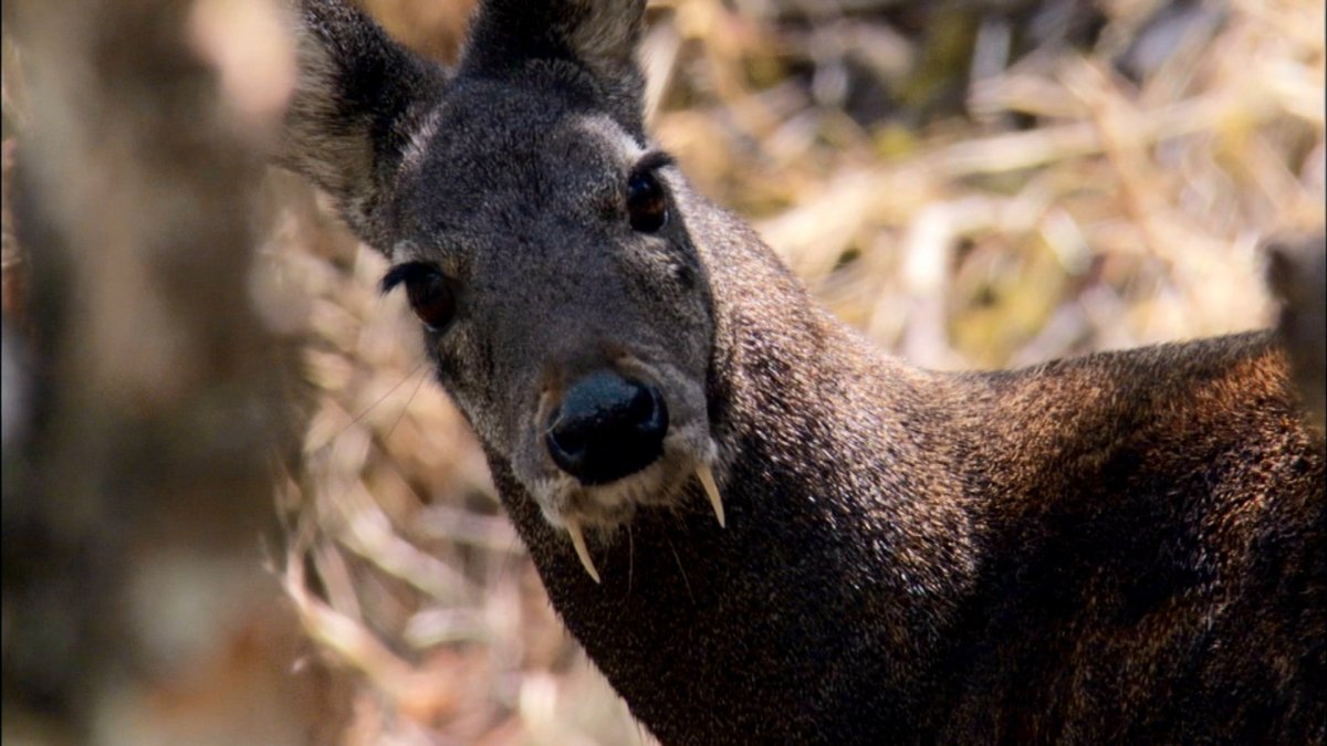 Сибирская кабарга самец