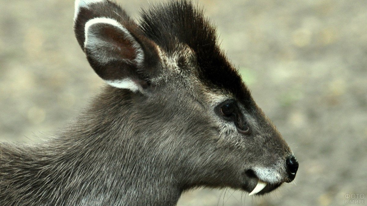 Elaphodus Cephalophus