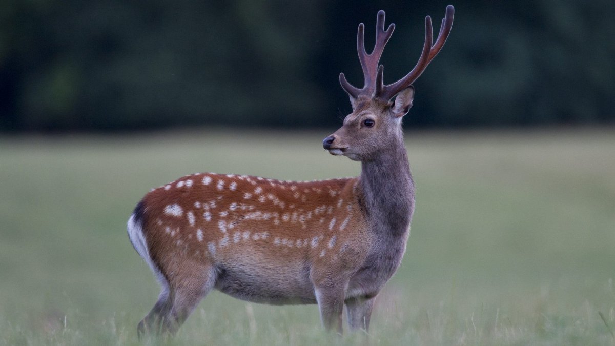 Дальневосточный пятнистый олень