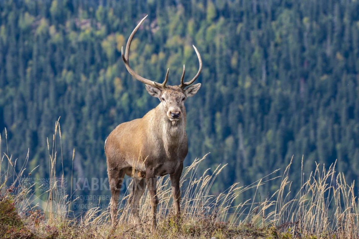 Магадан олени