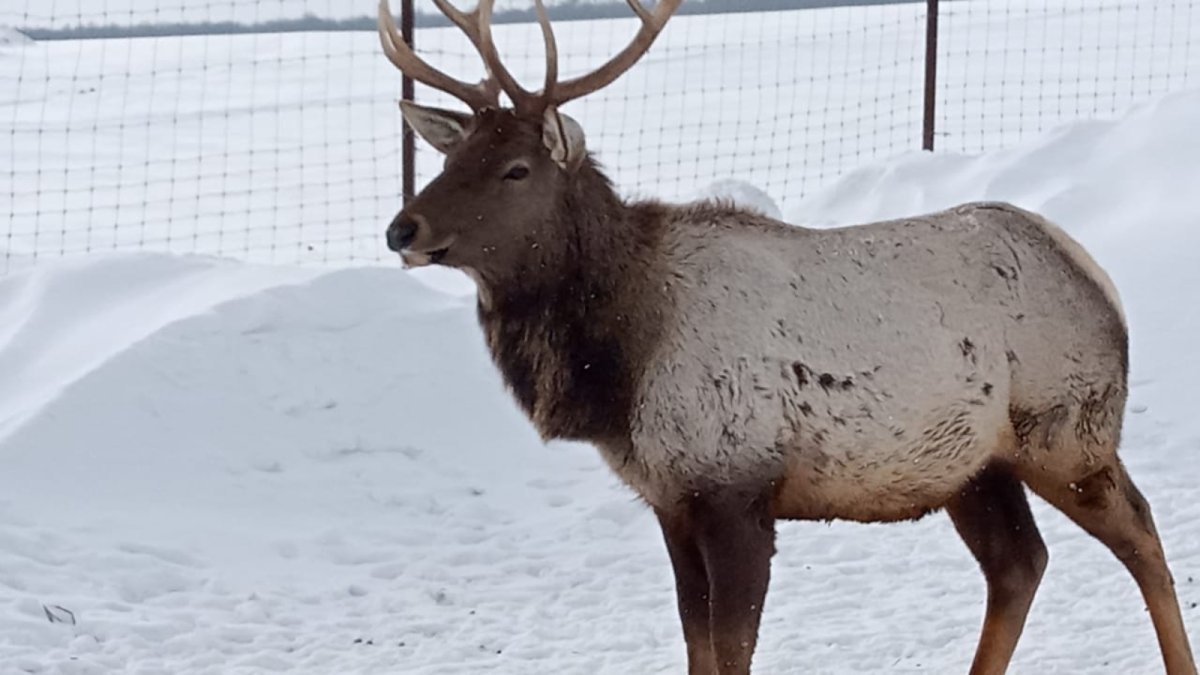 Благородный олень в Татарстане
