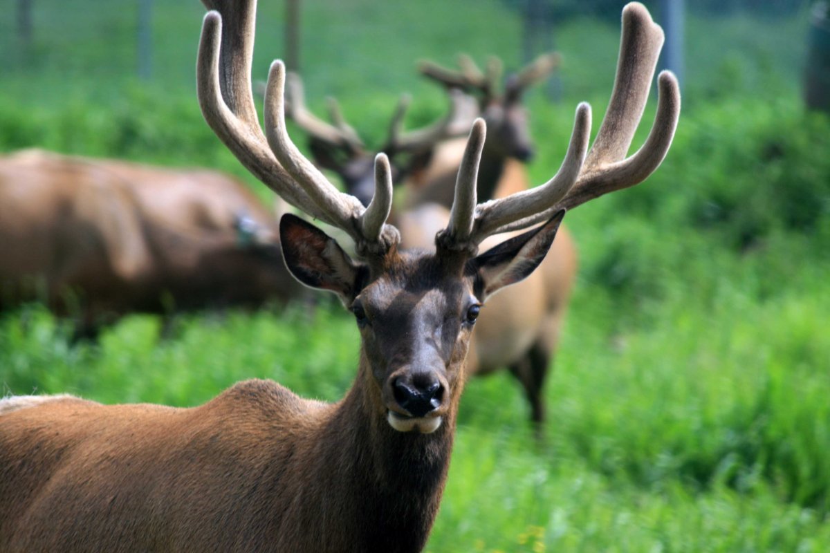 Алтайский олень Марал