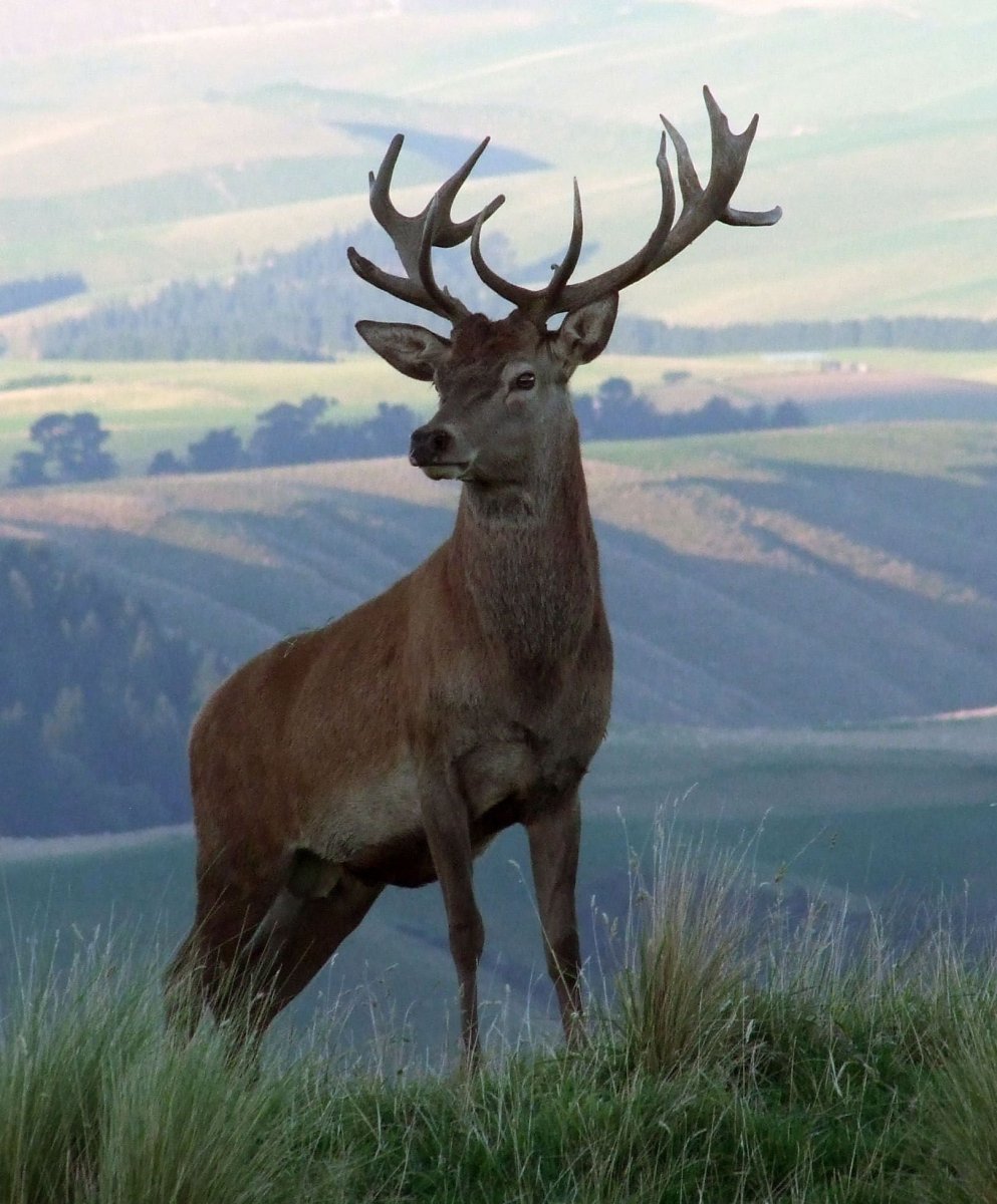 Изюбр благородный олень