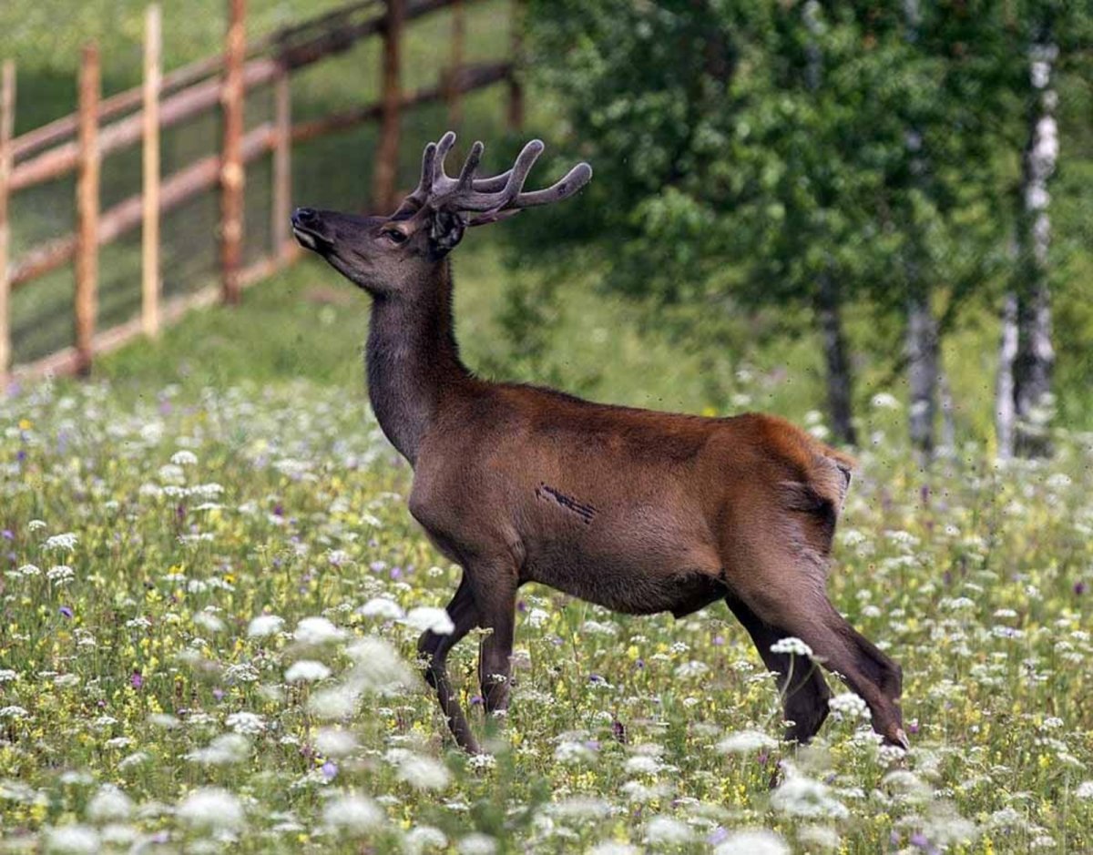 Олени в Башкирии