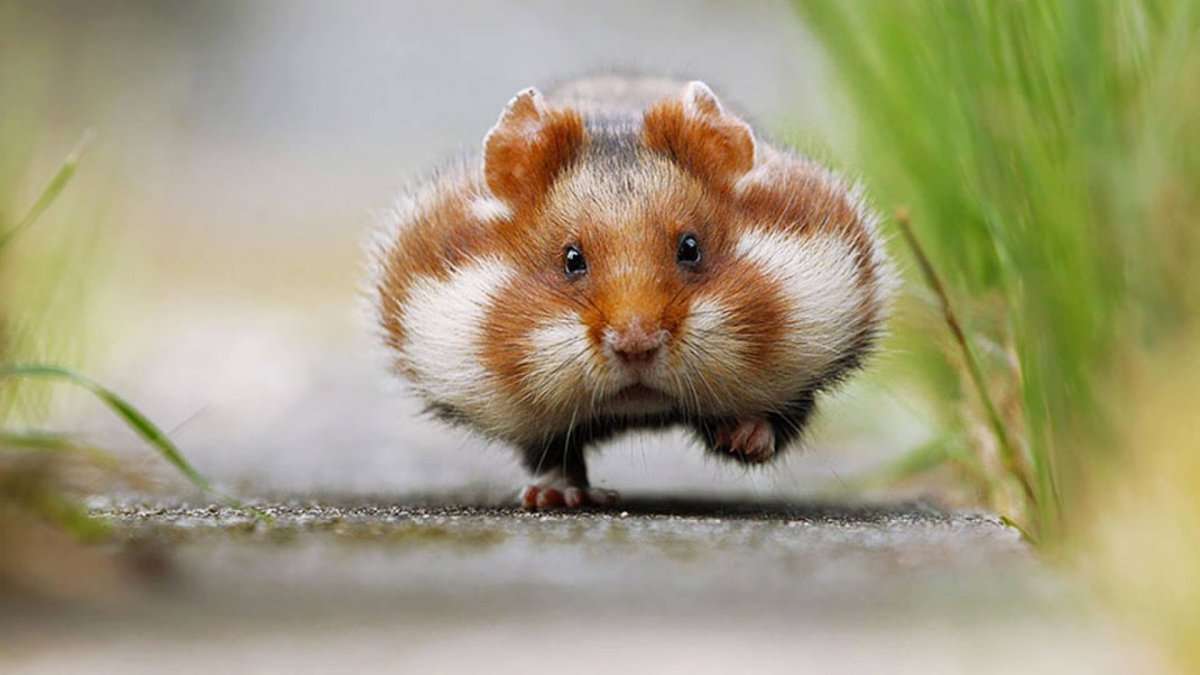 Хомяк прикольный