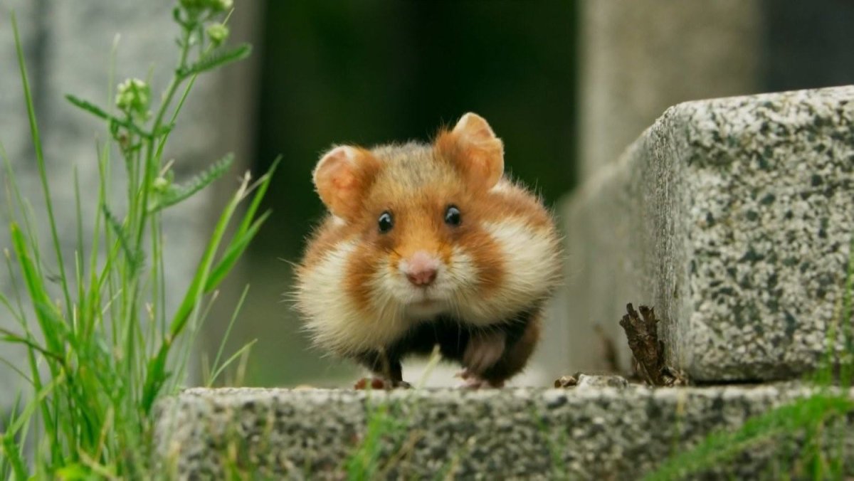 Бегущий хомяк с набитыми щеками