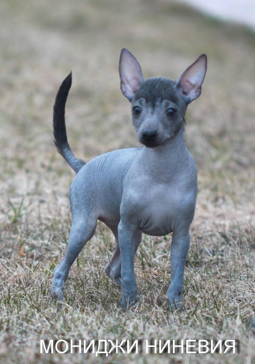 Ксолоитцкуинтли - ксоло