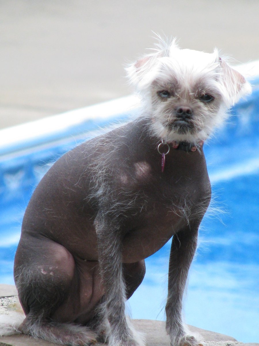 Маленькая китайская хохлатая собачка