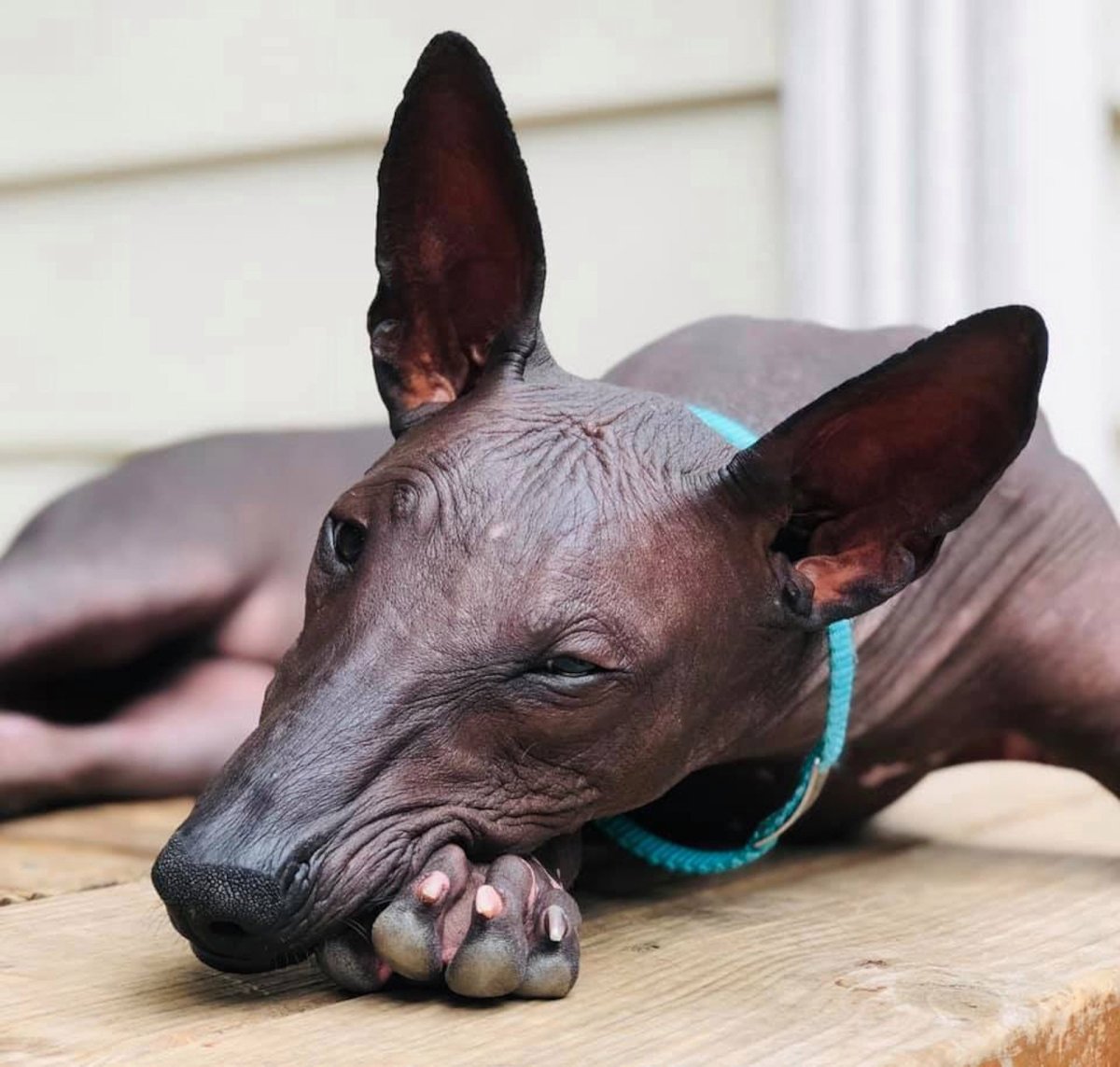 Собака Анубиса ксолоитцкуинтли