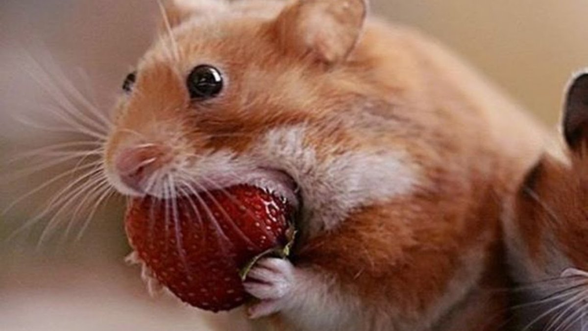 Хомяк с клубникой