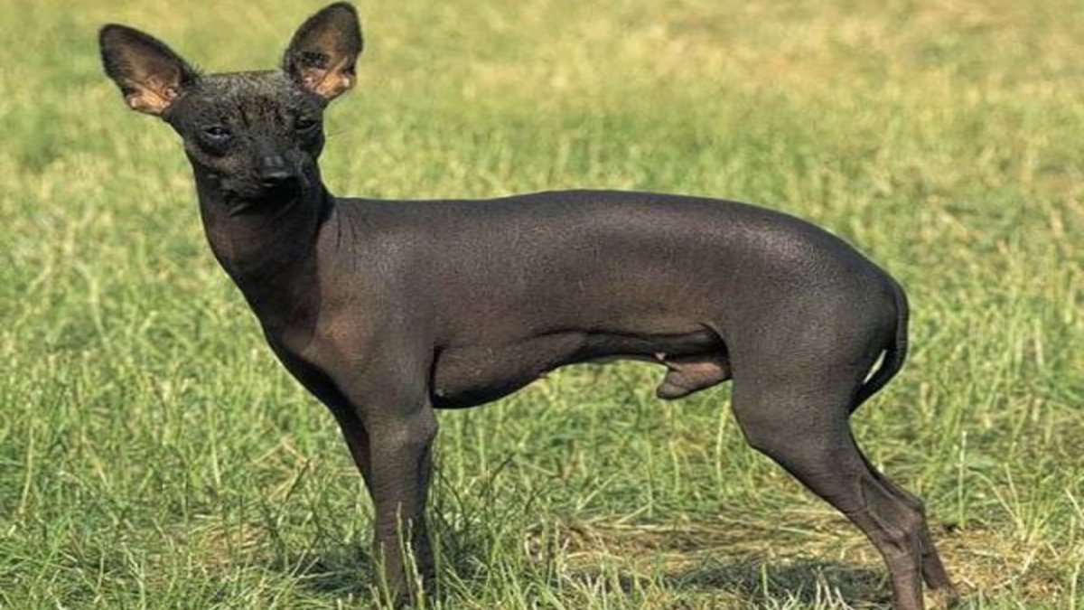 Мексиканская лысая чихуахуа
