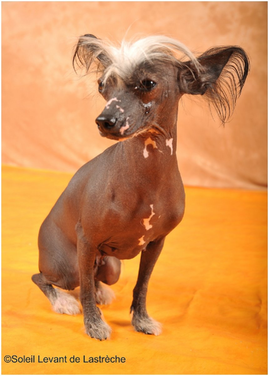 Ксолоитцкуинтли хохлатая