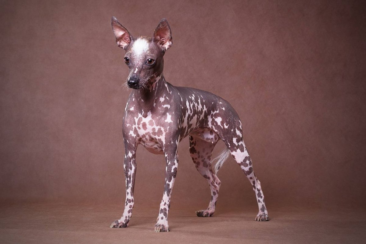 Мексиканская хохлатая собачка