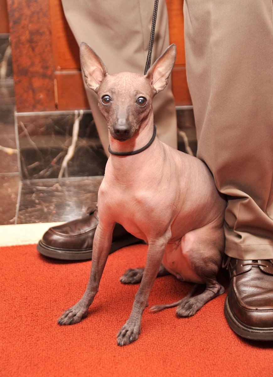 Собака сфинкс ксолоитцкуинтли порода