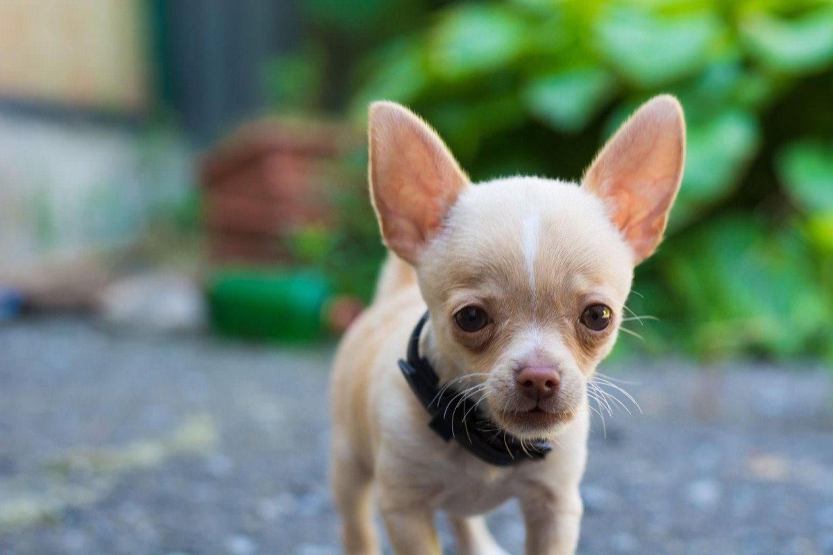 Порода чихуахуа