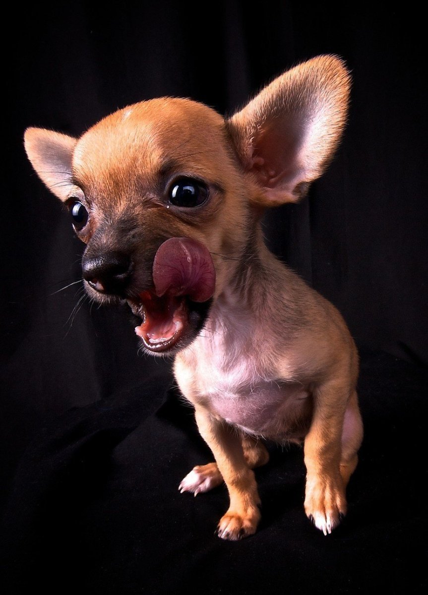 Чихуахуа бесшерстная