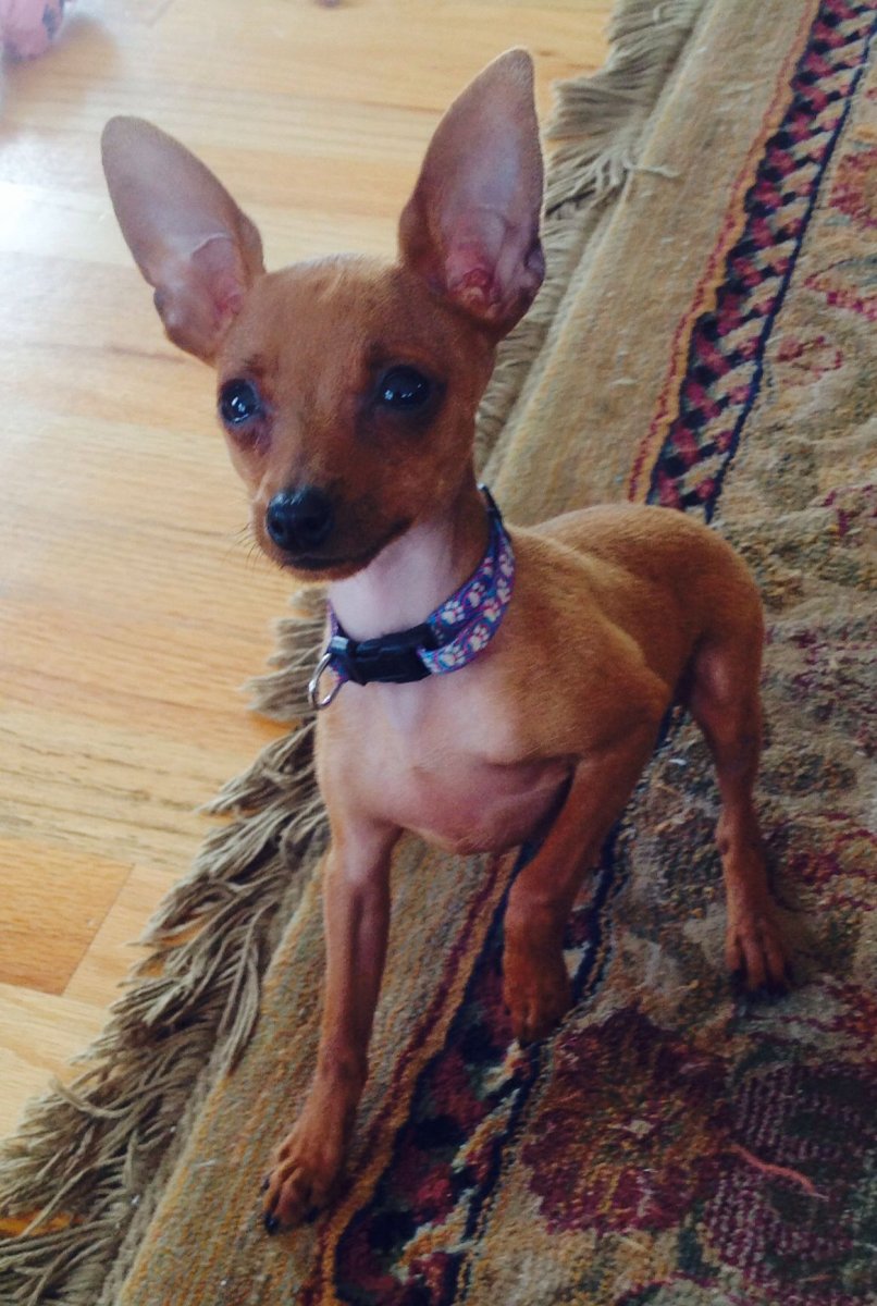 Лысые собачки