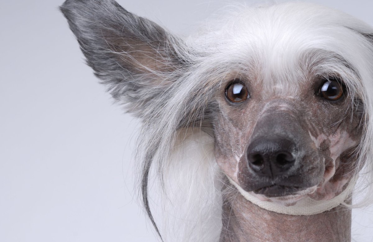 Китайская хохлатая собака лысая мини