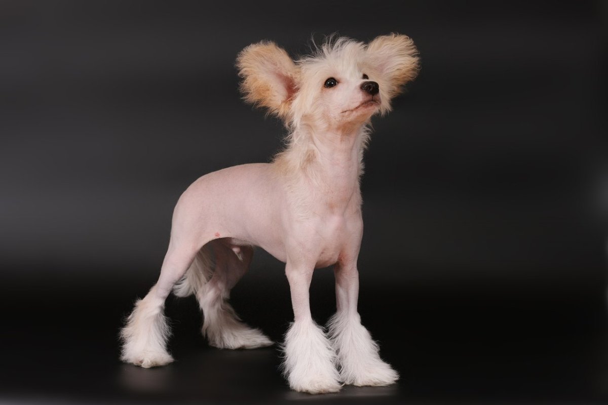 Китайская хохлатая