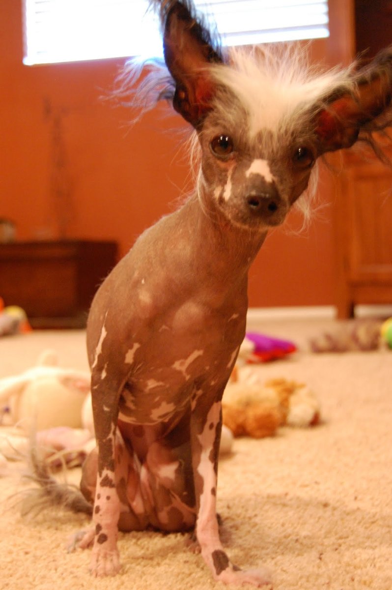 Китайская хохлатая