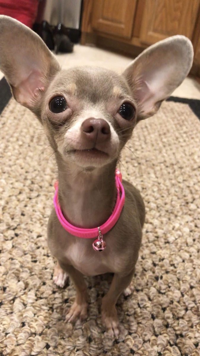 Чихуахуа ушастая