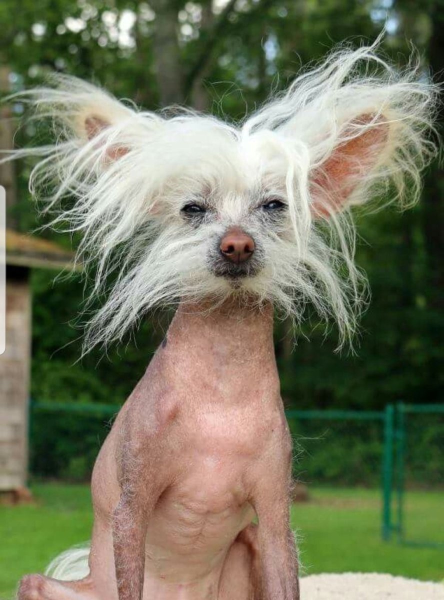 Китайская хохлатая лысая