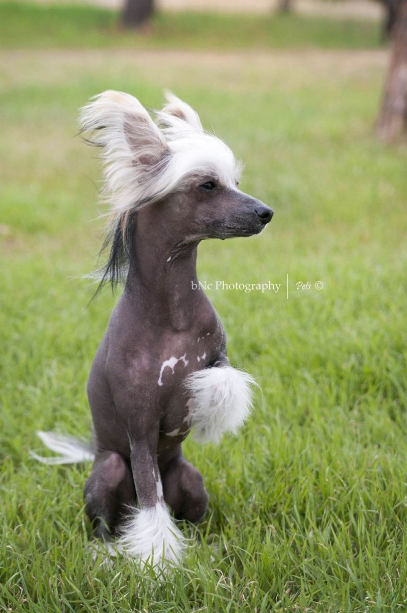 Китайская хохлатая