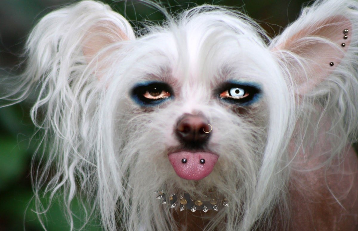 Собака породы хохлатка китайская