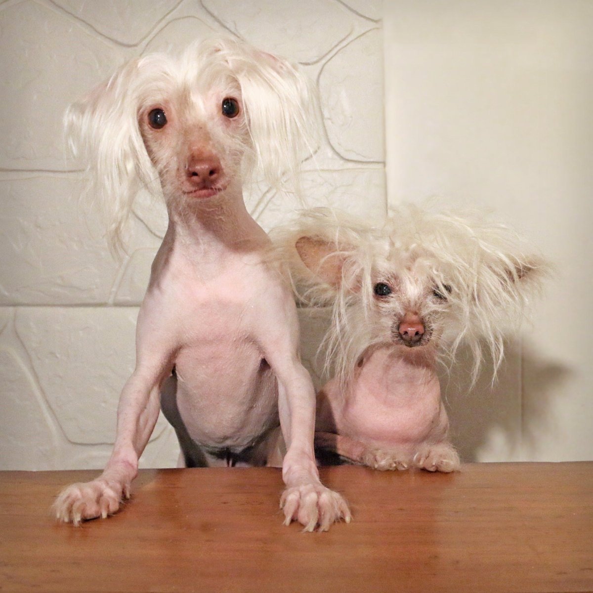 Маленькая китайская хохлатая собачка