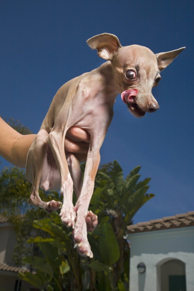 Левретка хохлатая