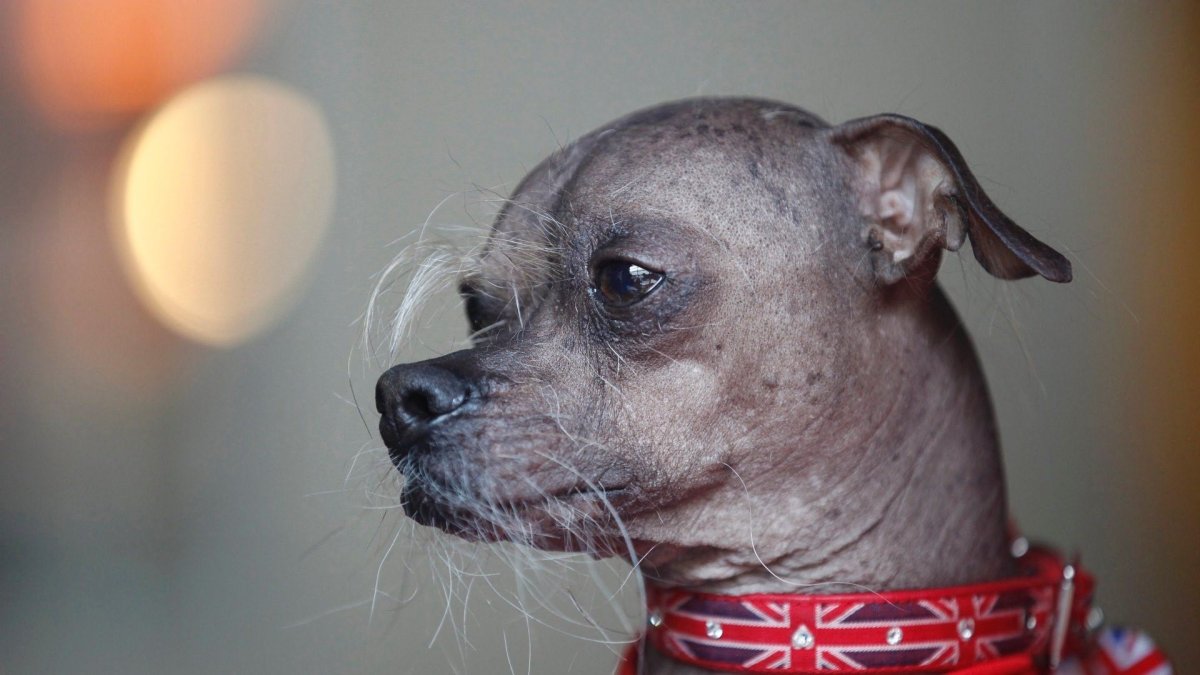 Чихуахуа китайская хохлатая