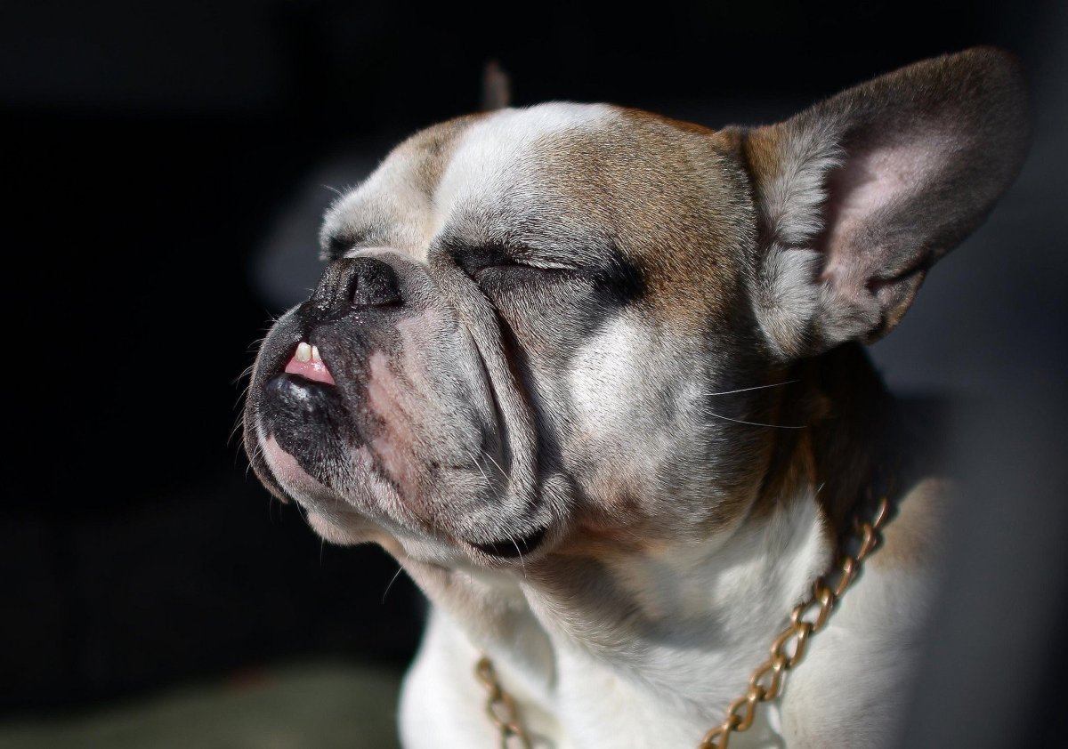 Французский бульдог Слю