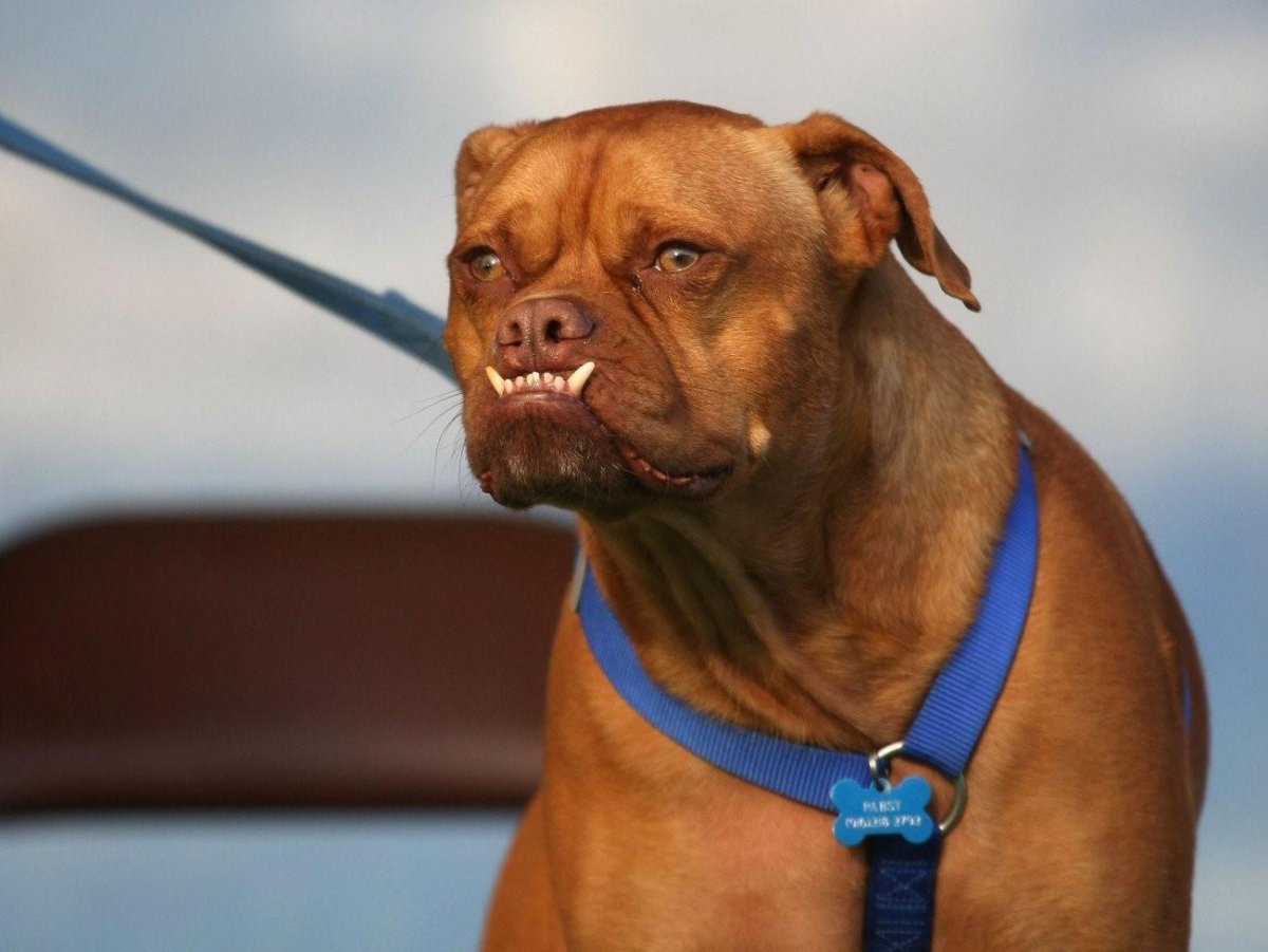 Собака с неправильным прикусом
