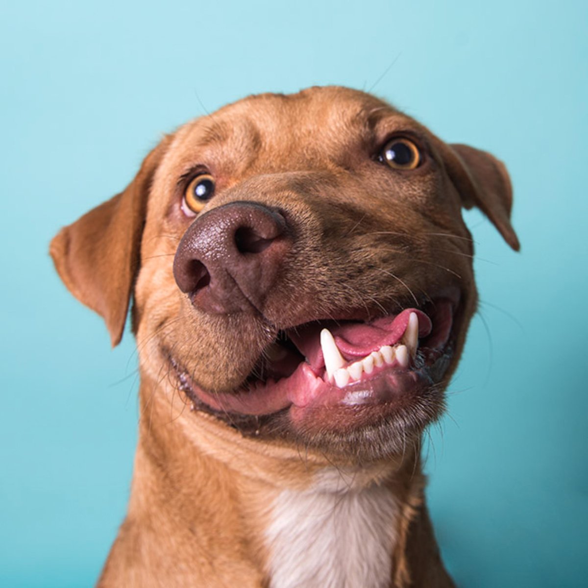 Морда собаки