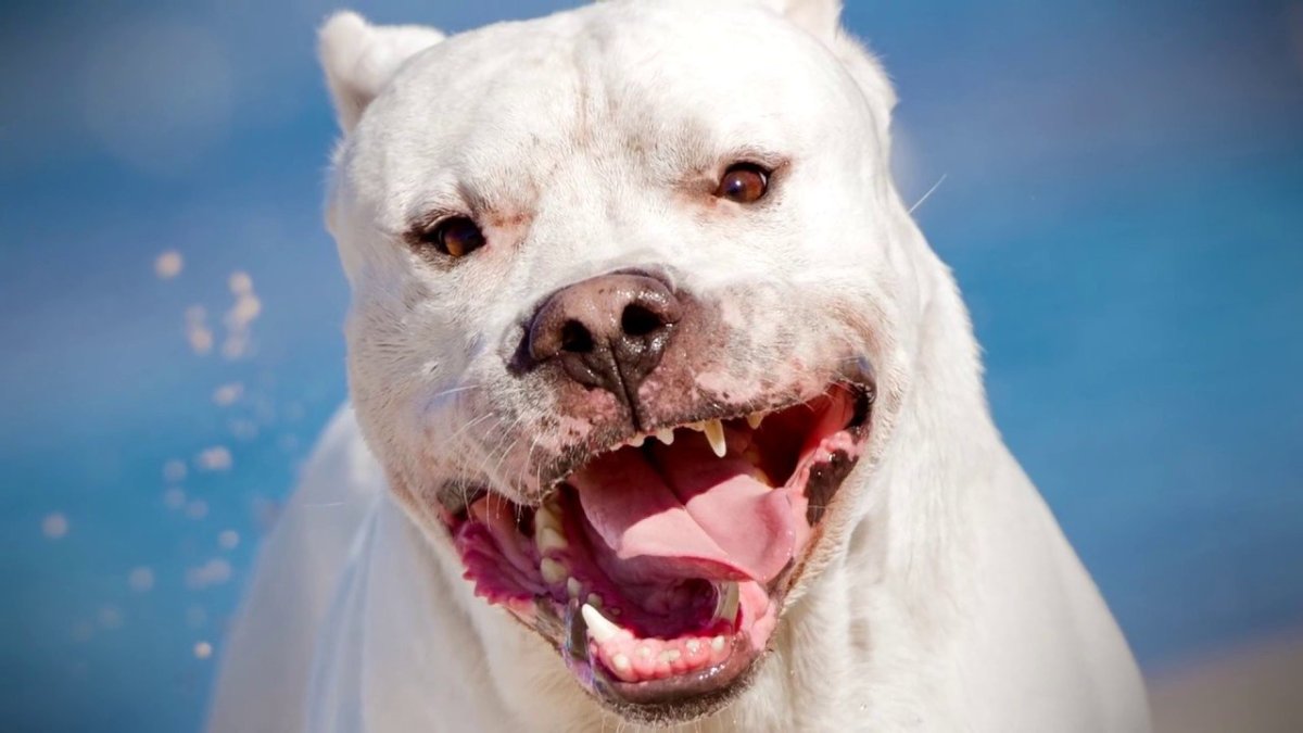 Аргентинский дог злой