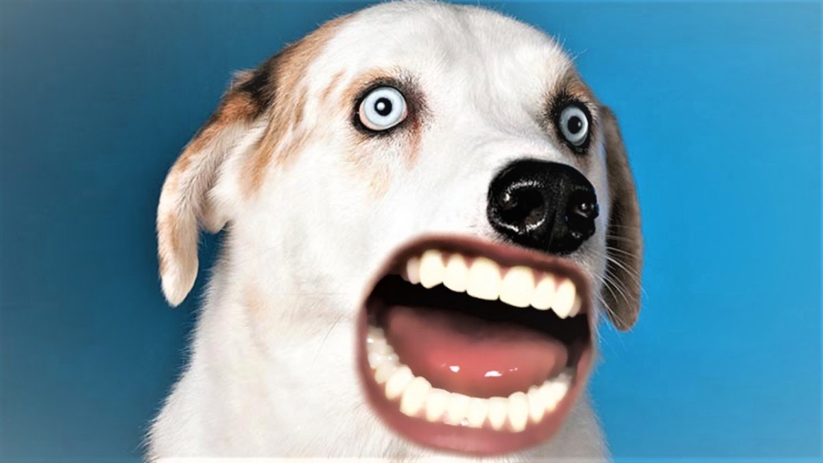 Веселая собака