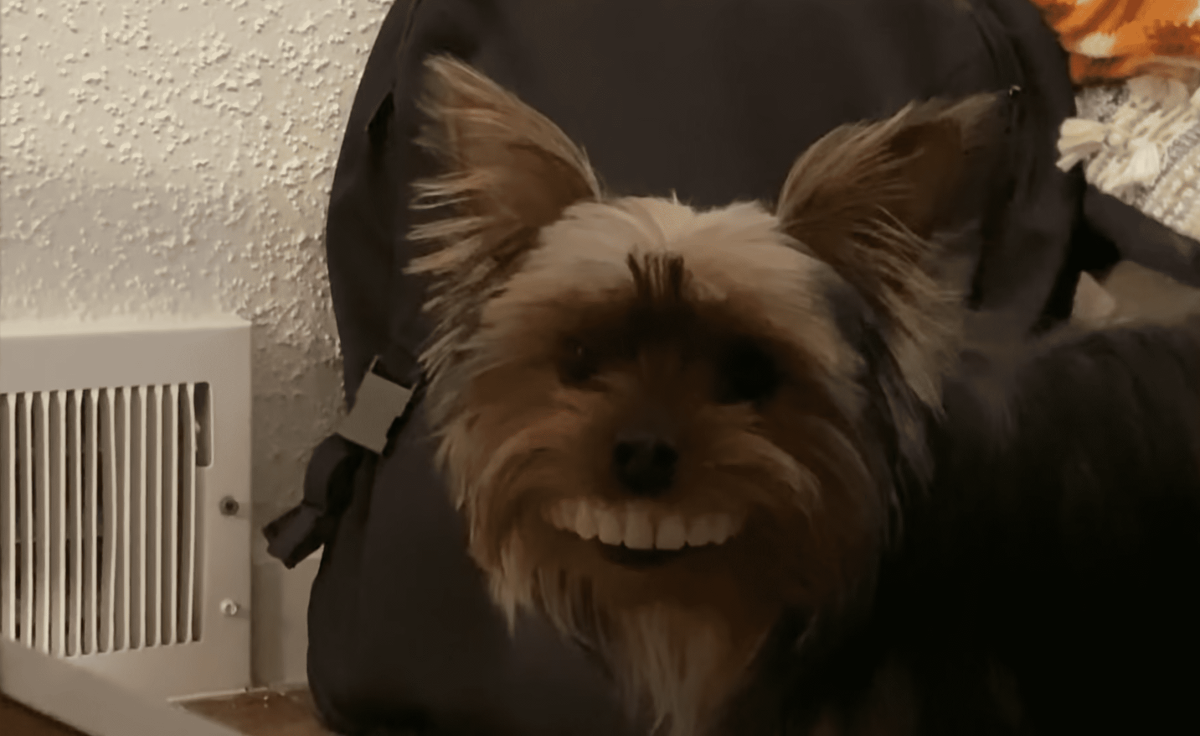 Пес с голливудской улыбкой