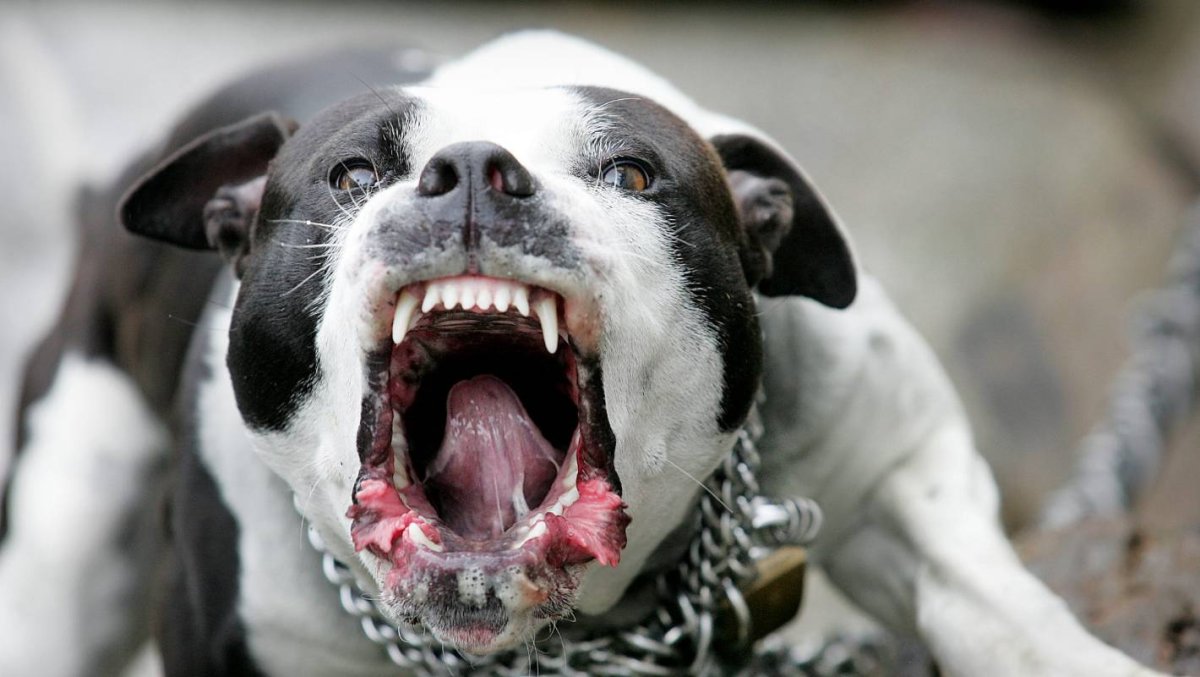 Американский стаффордширский терьер злой