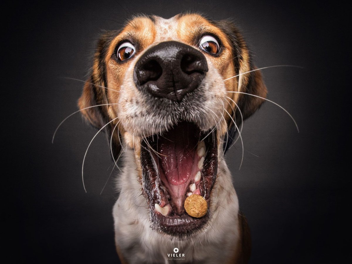 Смешная собака HD