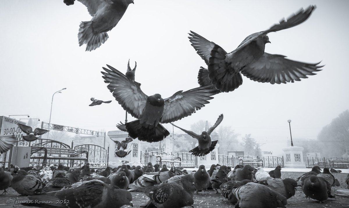 Птицы над городом