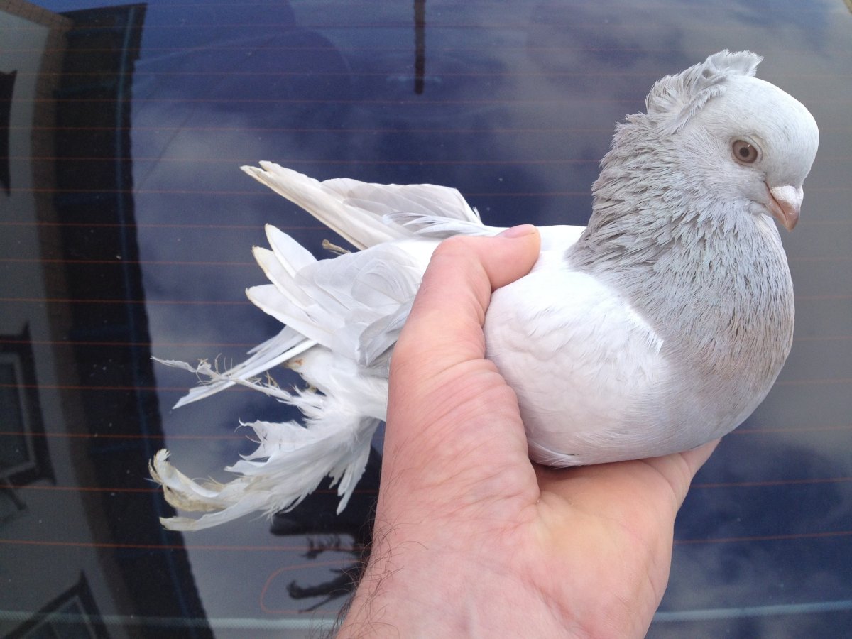 Голубь якобинец