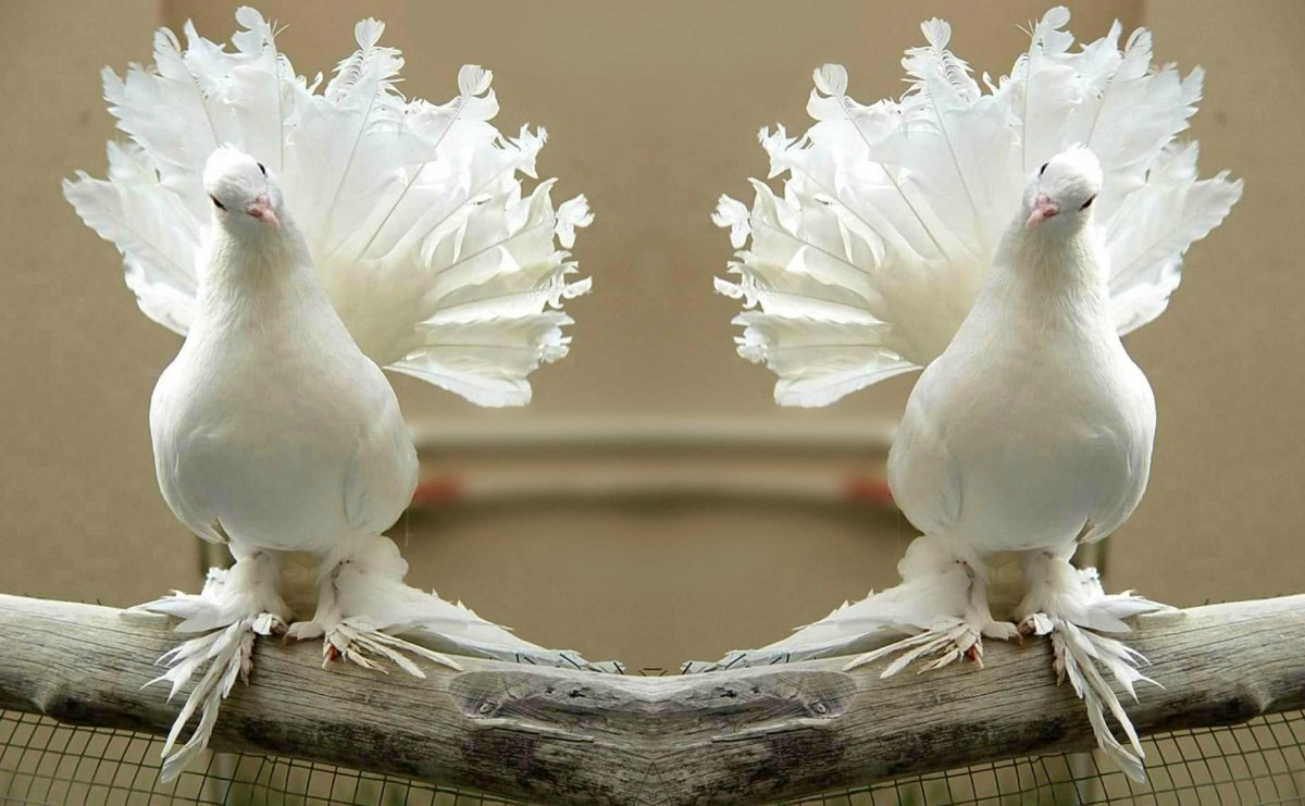 Голуби породы Гамбургский