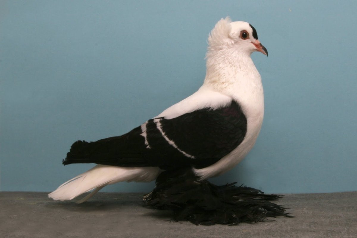 Богемская космоногая Волшебная Ласточка голубь