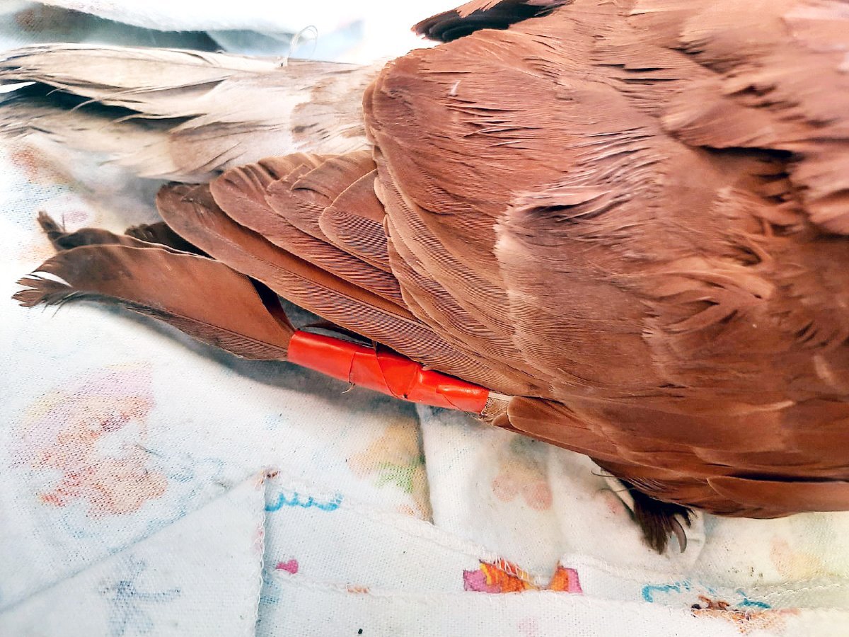 Птичка с забинтованным крылом