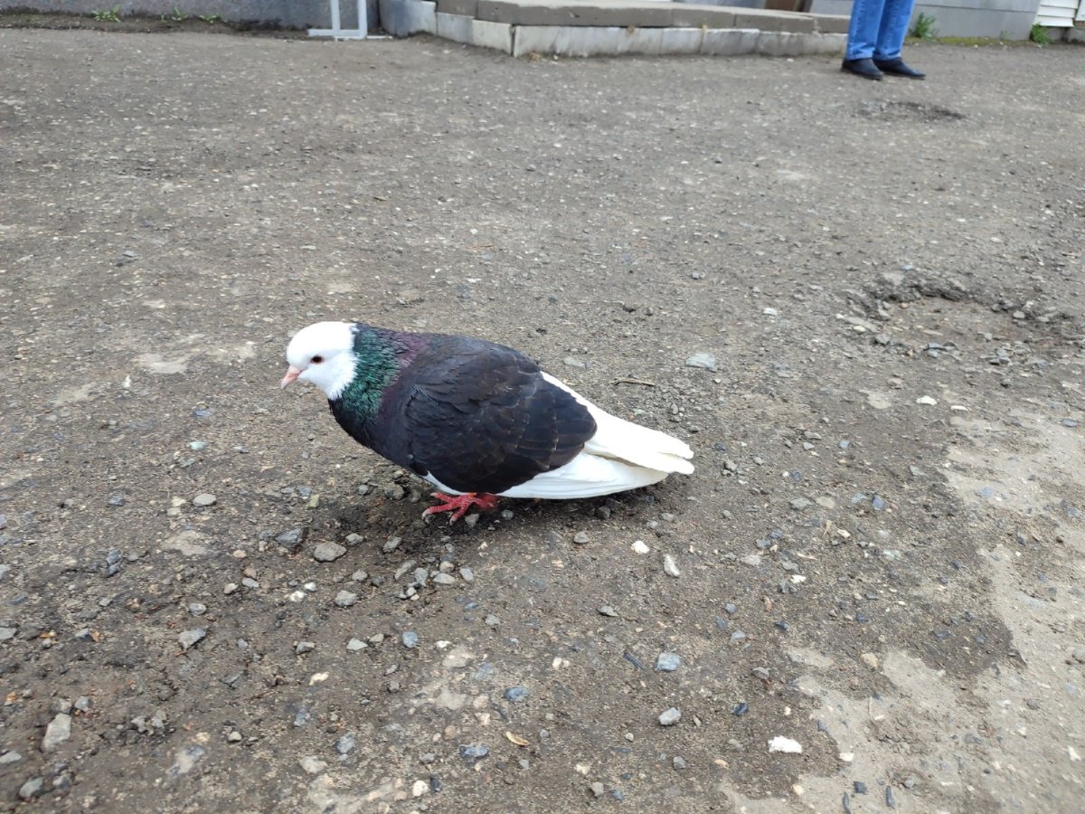 Аргавский Белохвостый голубь