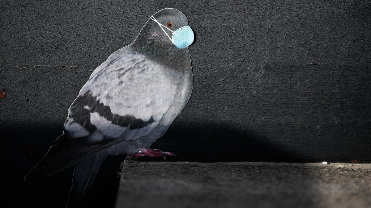 Голубь в маске медицинской