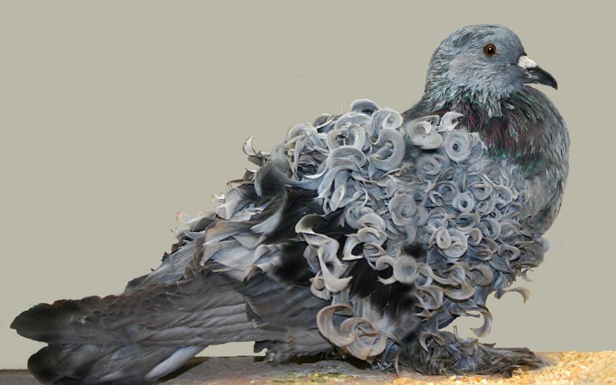 Веероносный венценосный голубь