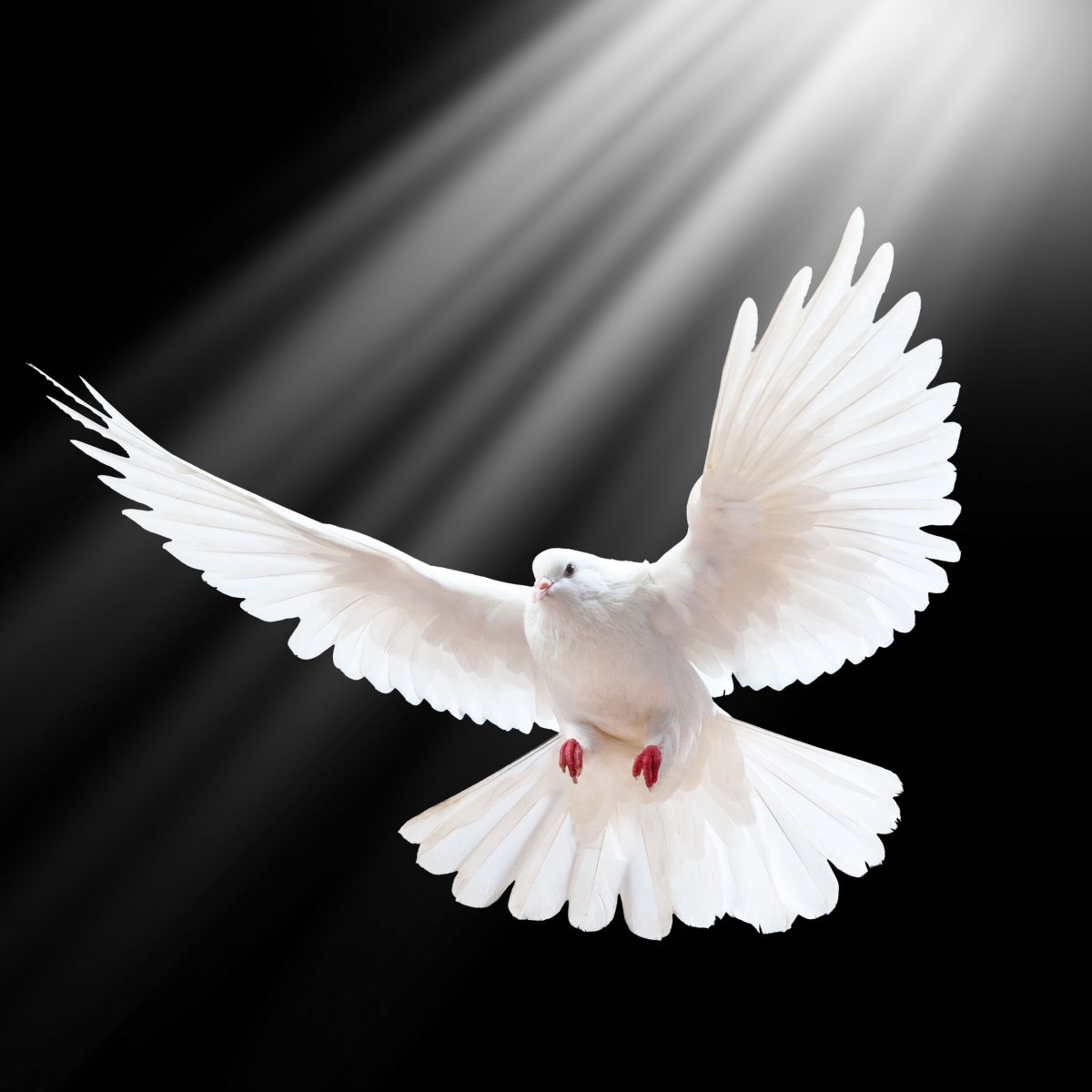Белый голубь в полете